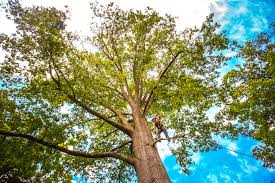 Reliable South Sarasota, FL Tree Services Solutions