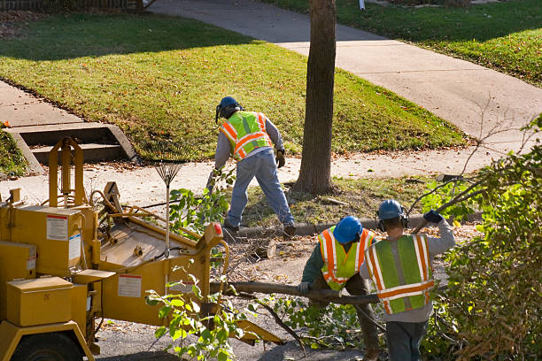 Best Tree Risk Assessment  in South Sarasota, FL